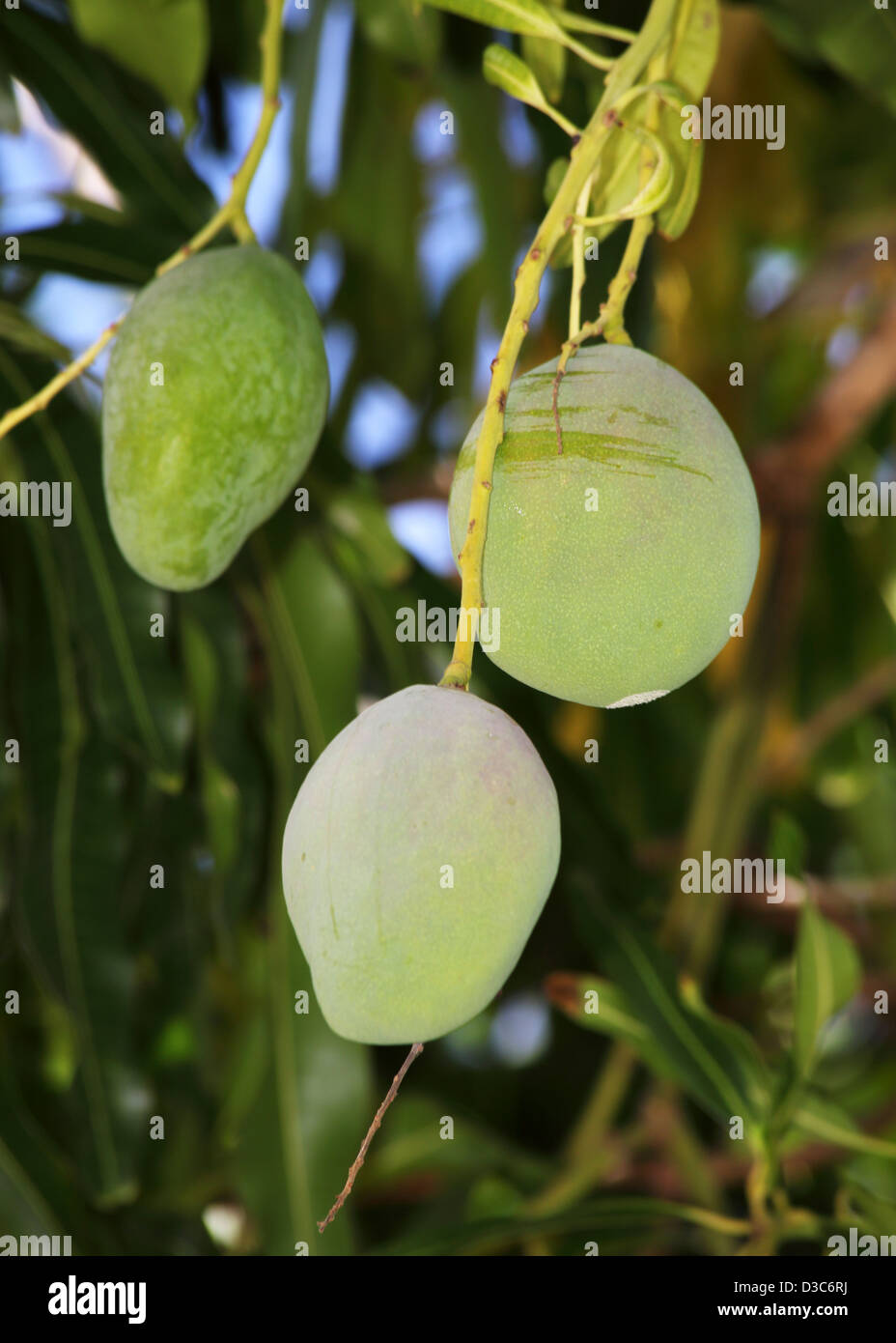 Caribbean mangoes on antigua tree hires stock photography and images