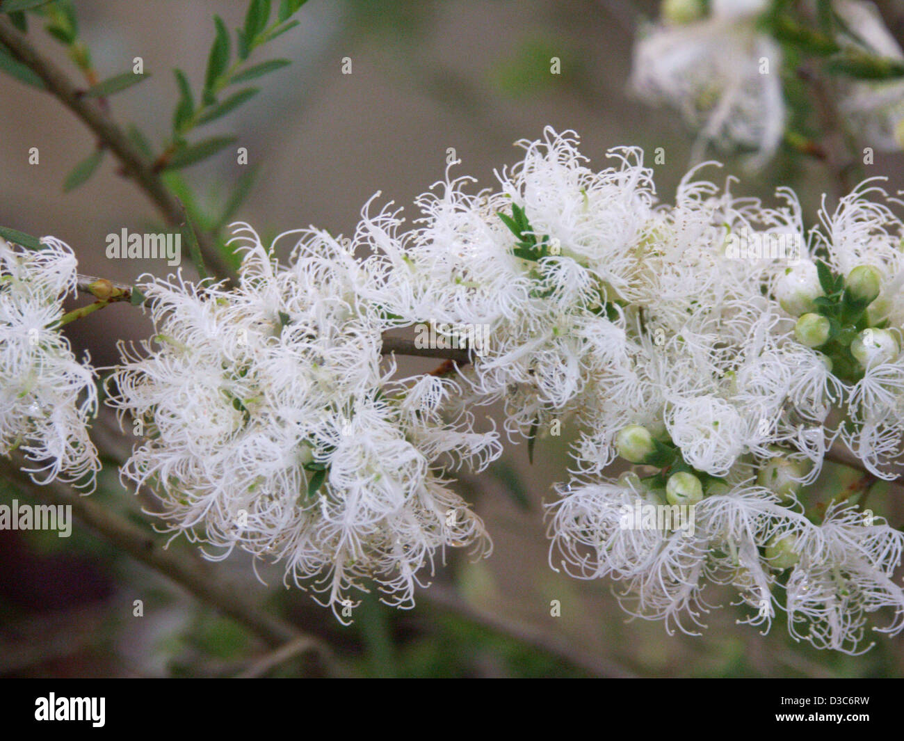 Clusters of delicate white flowers and foliage of Melaleuca thymifolia 'White Lace' - an Australian native plant Stock Photo