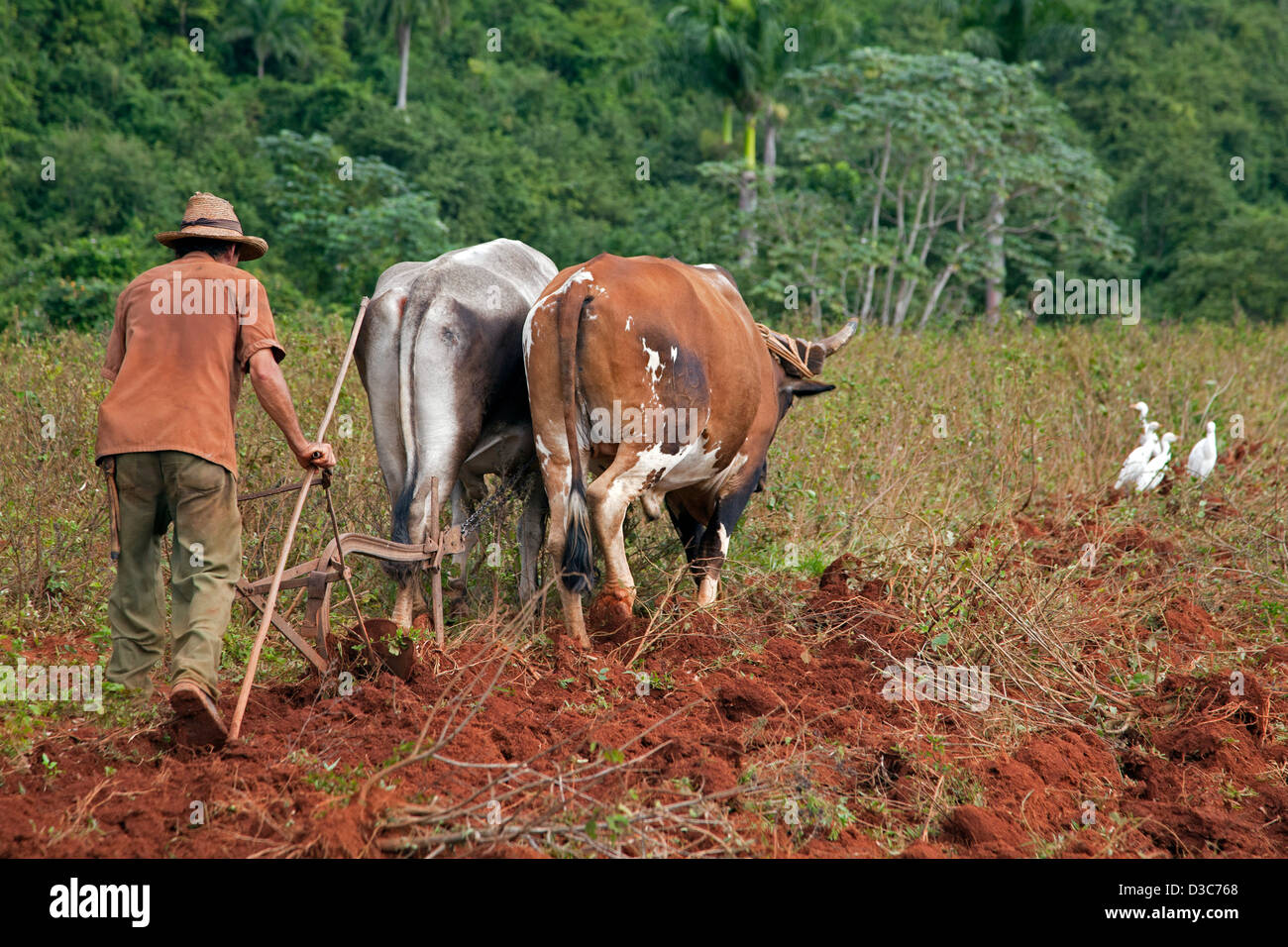 Cuban farmer ploughing field with traditional plough pulled by oxen on tobacco plantation, Valle de Viñales, Cuba, Caribbean Stock Photo