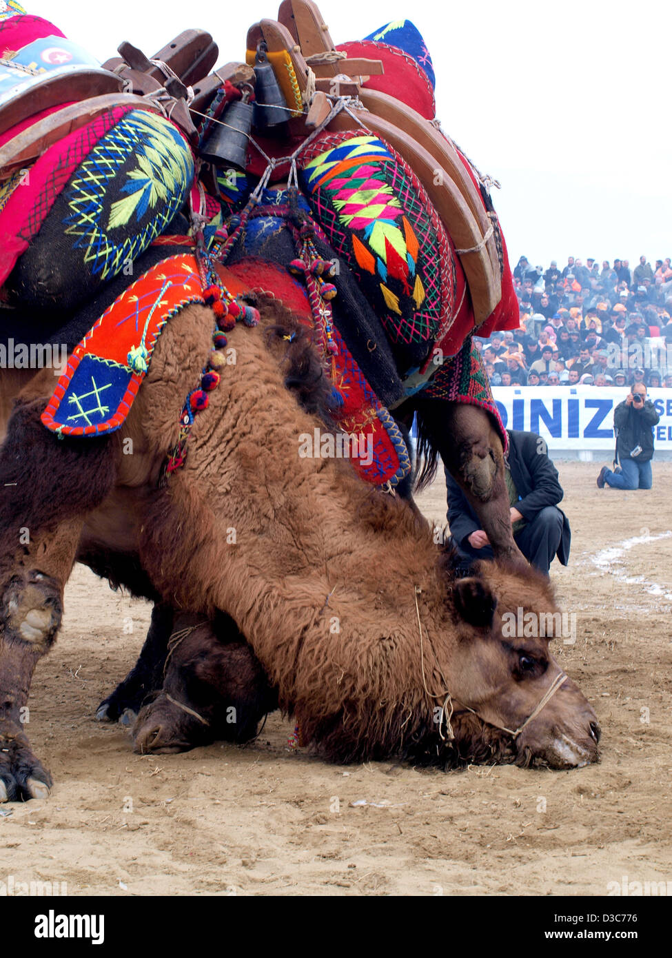 Camels Wrestling As Crowd Watches During Selcuk-Efes Camel Wrestling ...