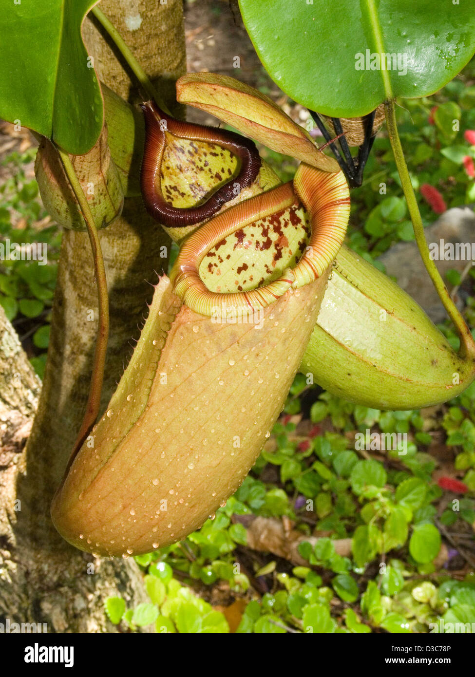 Large hanging pitcher and gaping mouth of Nepenthes sibuyanensis x truncata - carnivorous pitcher plant freckled with raindrops Stock Photo