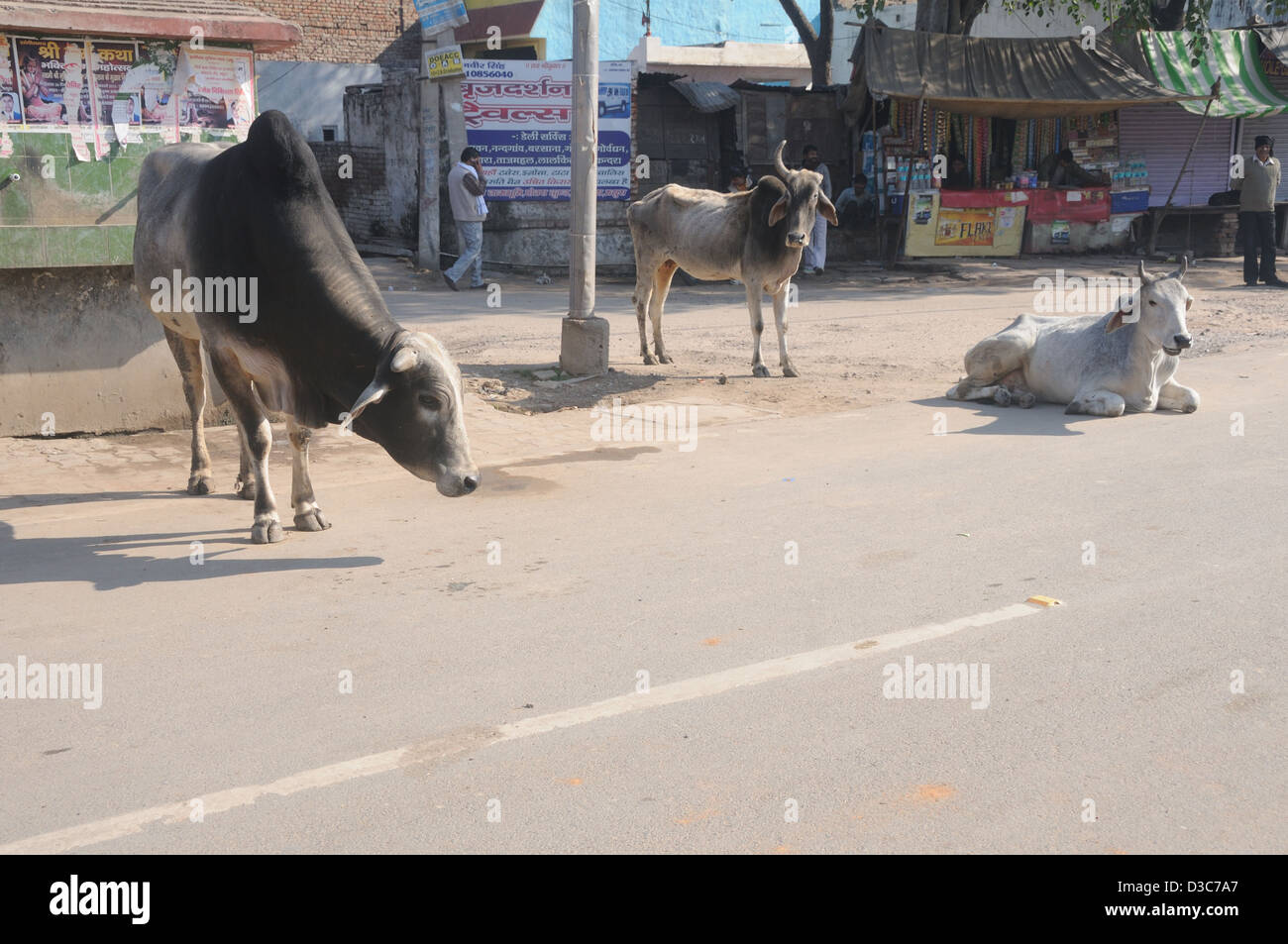 Cows at Mathura Uttar Pradesh, India. Stock Photo