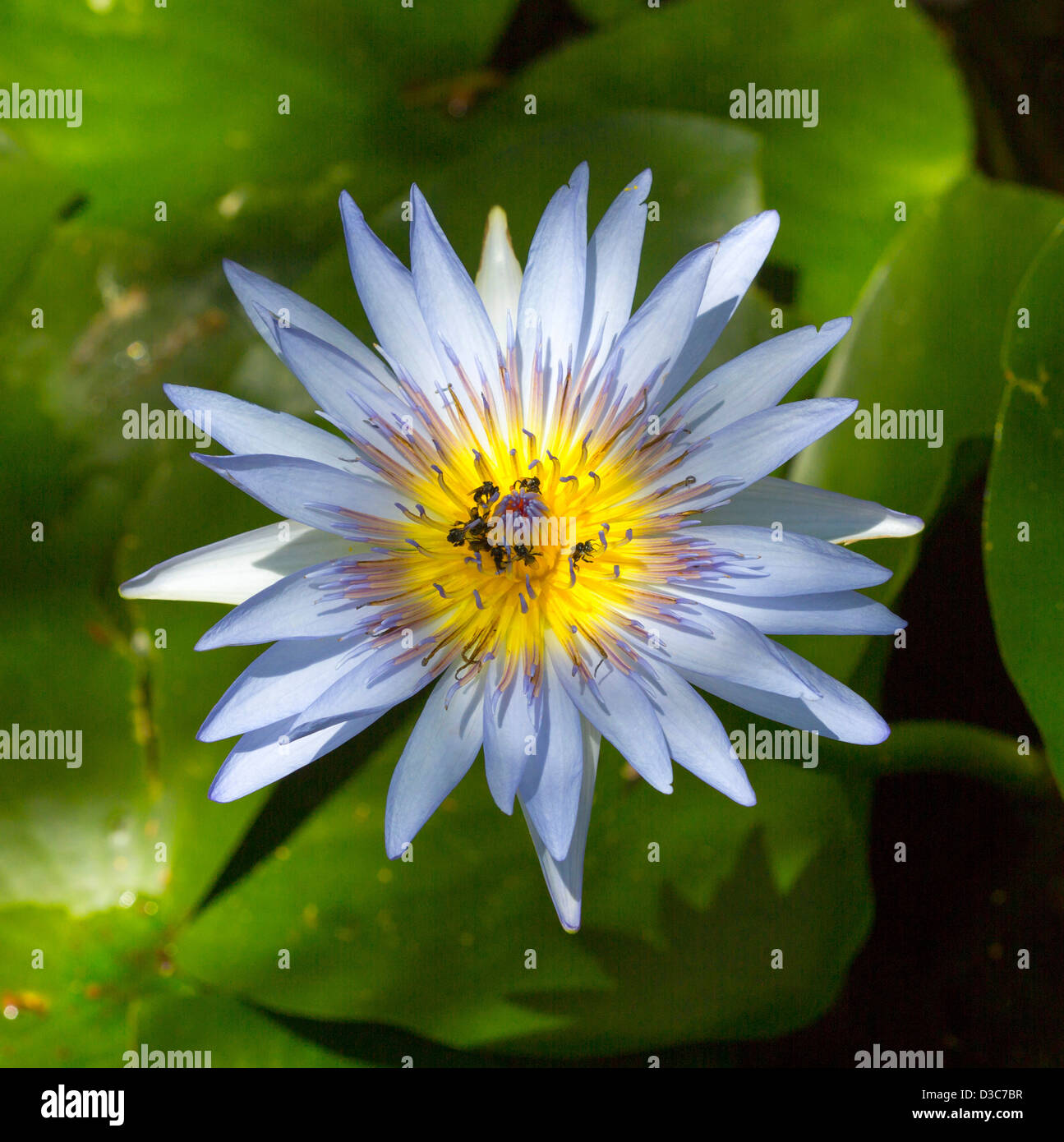 Blue flower of tropical waterlily Nymphaea daubeniana, Australian native species with native bees in golden yellow centre Stock Photo