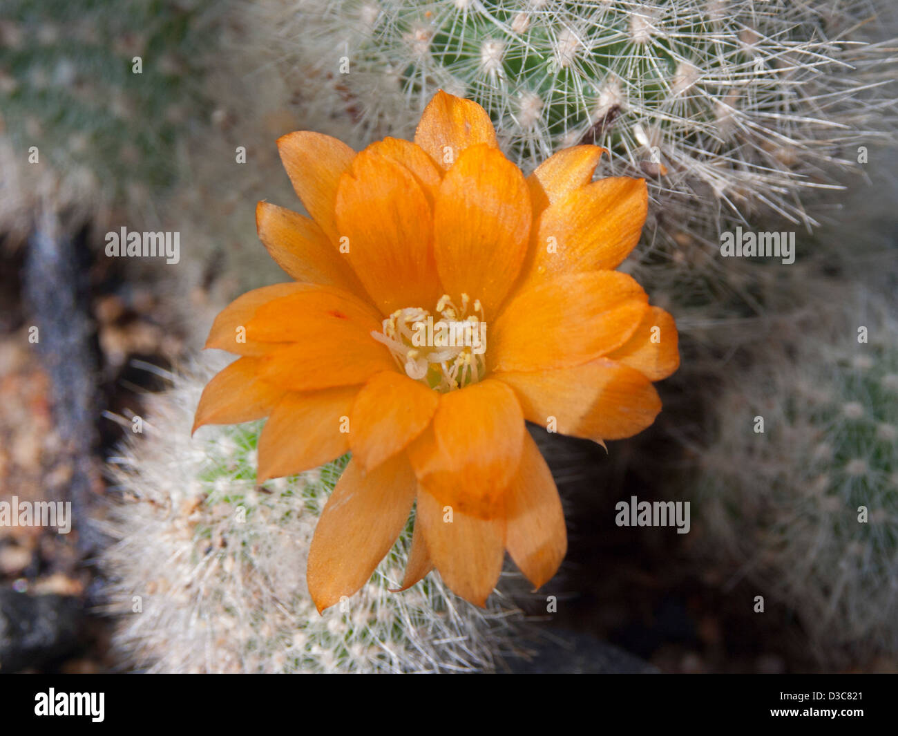 Bright orange flower of white hairy cactus plant, Rebutia muscala Stock Photo