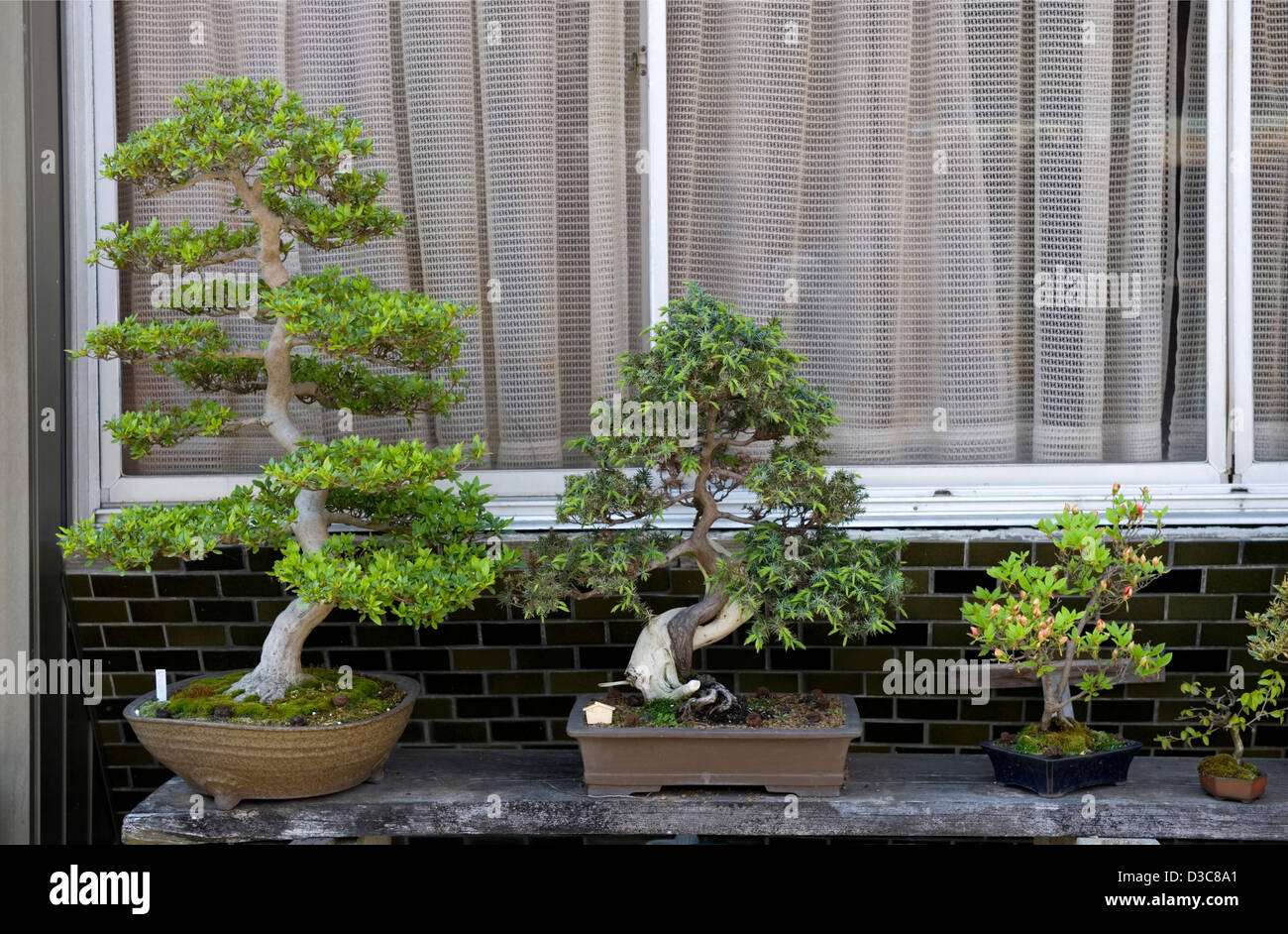 A collection of Japanese bonsai trees in various sizes adorns a window shelf at a private residence in Japan. Stock Photo