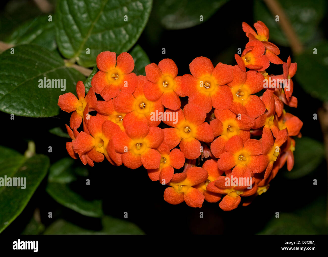 Cluster of bright orange flowers of Rondeletia odorata with dark green leaves in the background Stock Photo