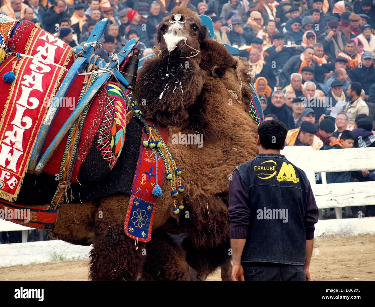 Camels wrestling as crowd watches during SelcukEfes Camel Wrestling