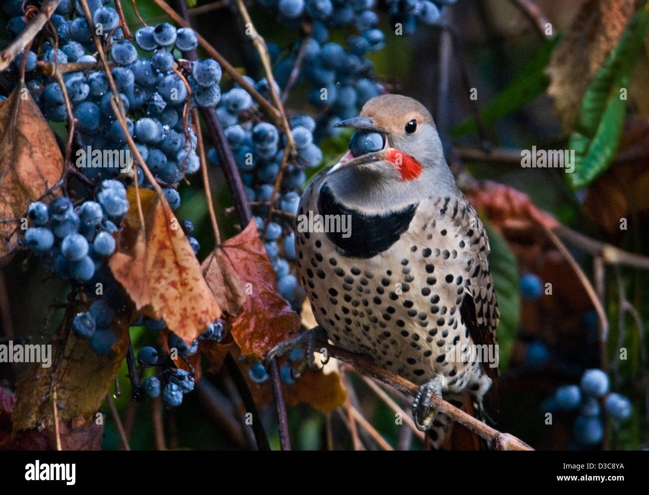 Northern Flicker (Colaptes aruatus) male feeding on mature California Wild Grapes (Vitis californica) the Sierra foothills of No Stock Photo