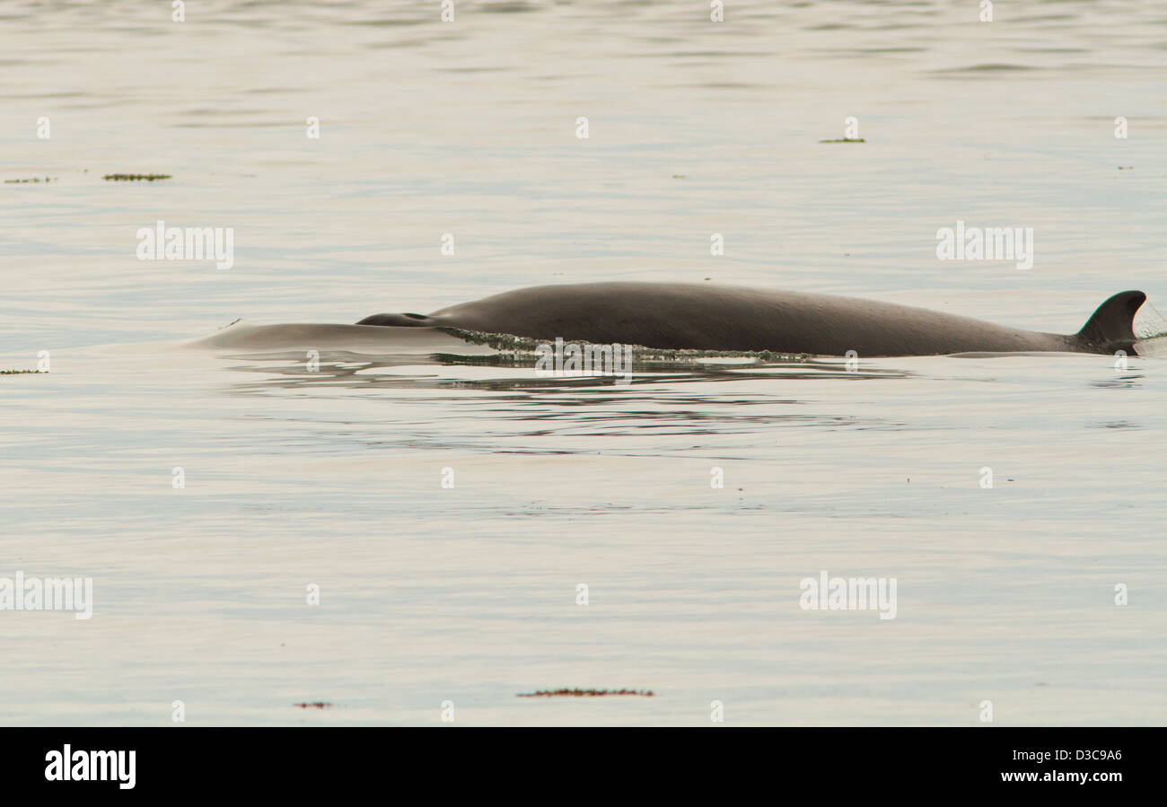Minke whale in north hi-res stock photography and images - Alamy