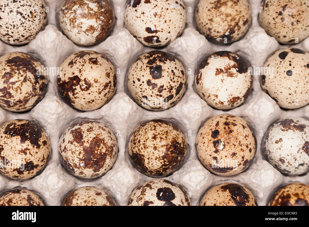 many fresh speckled quail eggs in container Stock Photo - Alamy