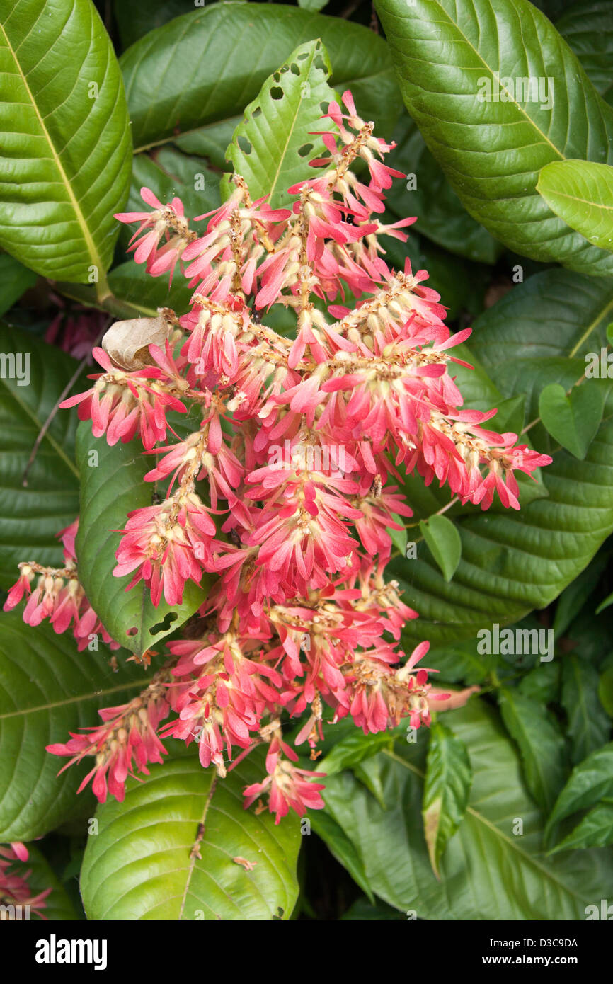 Cluster of red flowers against bright green foliage of tropical tree Triplaris weigeltiana syn surinamensis Stock Photo