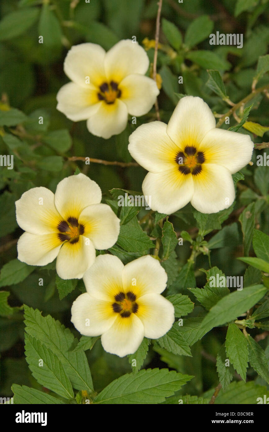 Cluster of pale yellow flowers with dark centres of Turnera elegans against a background of dark green leaves Stock Photo
