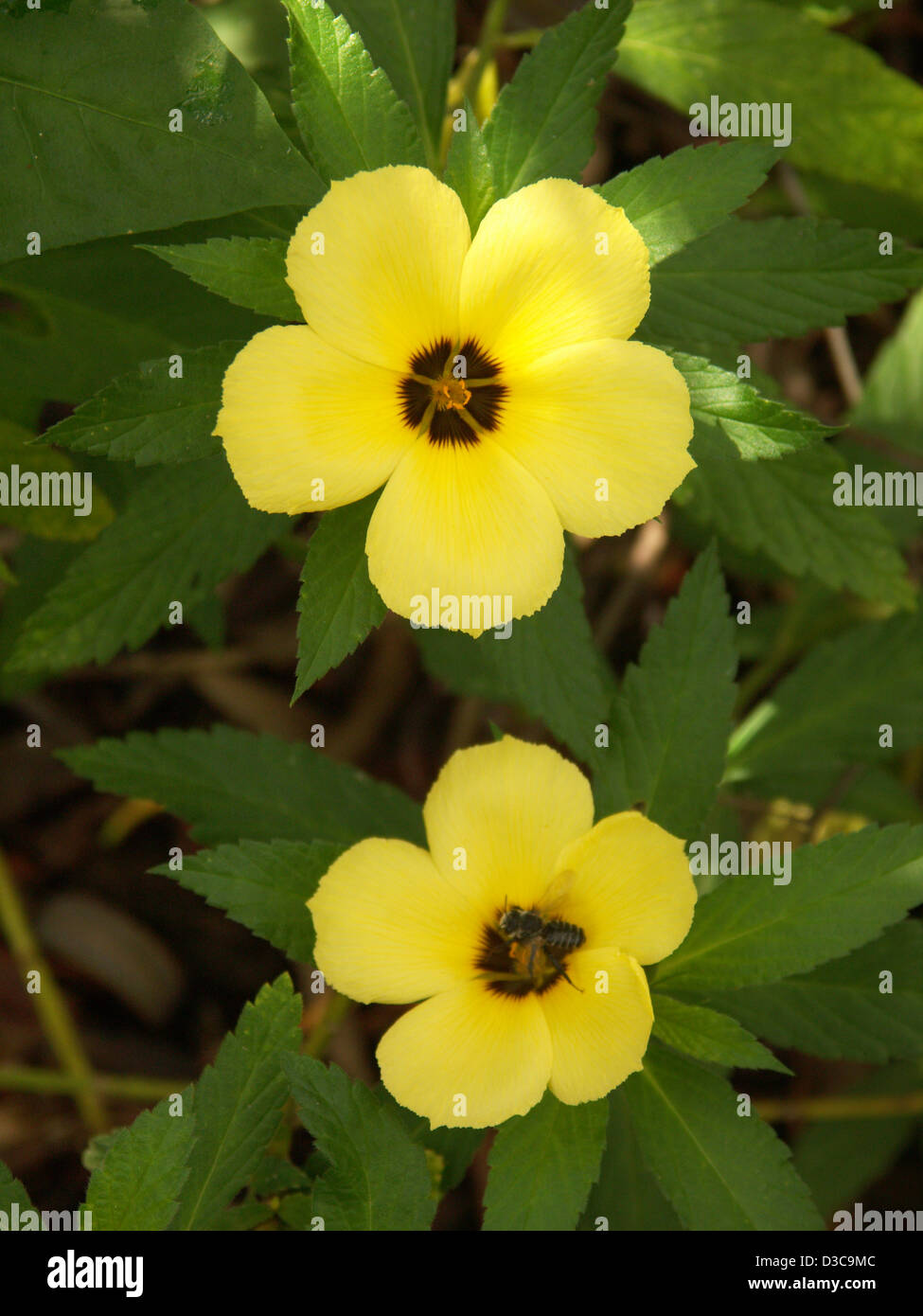 Bright yellow flowers with dark centres - of Turnera elegans 'Early Bird' - surrounded by deep green foliage Stock Photo