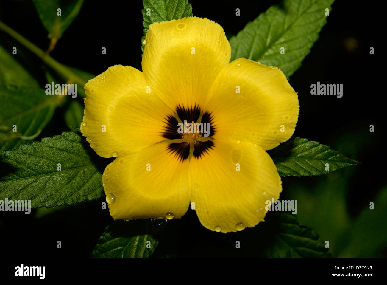 Bright golden yellow flower - with dark centre and raindrops on petals - of Turnera elegans 'Early Bird', with dark green leaves Stock Photo