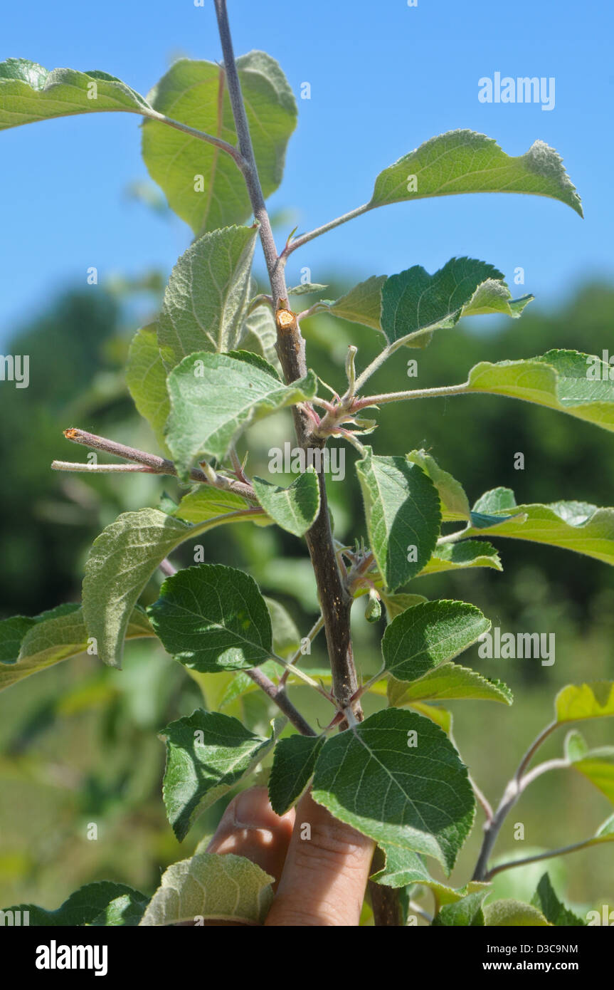 Pruning cut of tall spindle apple trees Stock Photo Alamy
