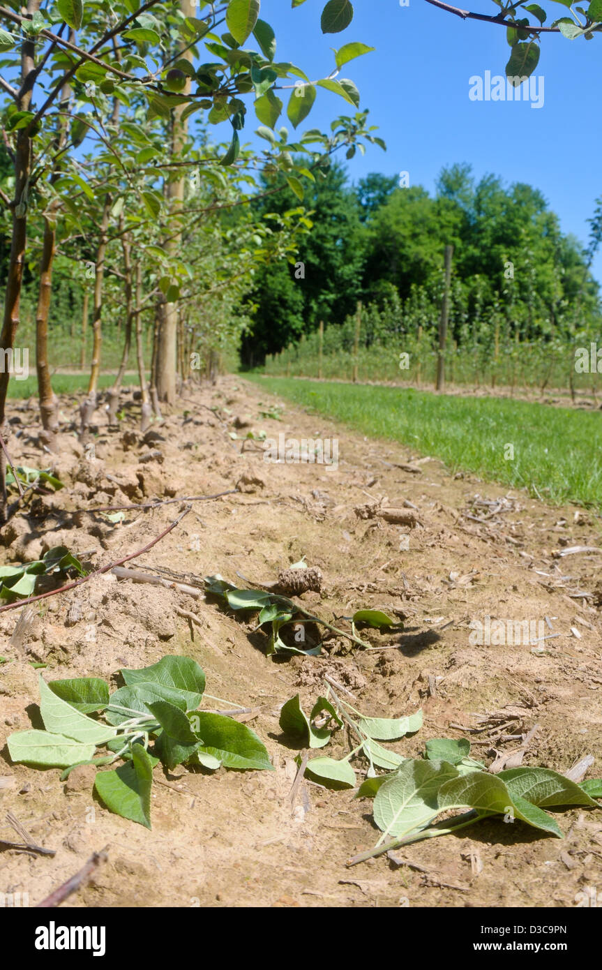 Pruning detritus in row of tall spindle apple trees Stock Photo Alamy