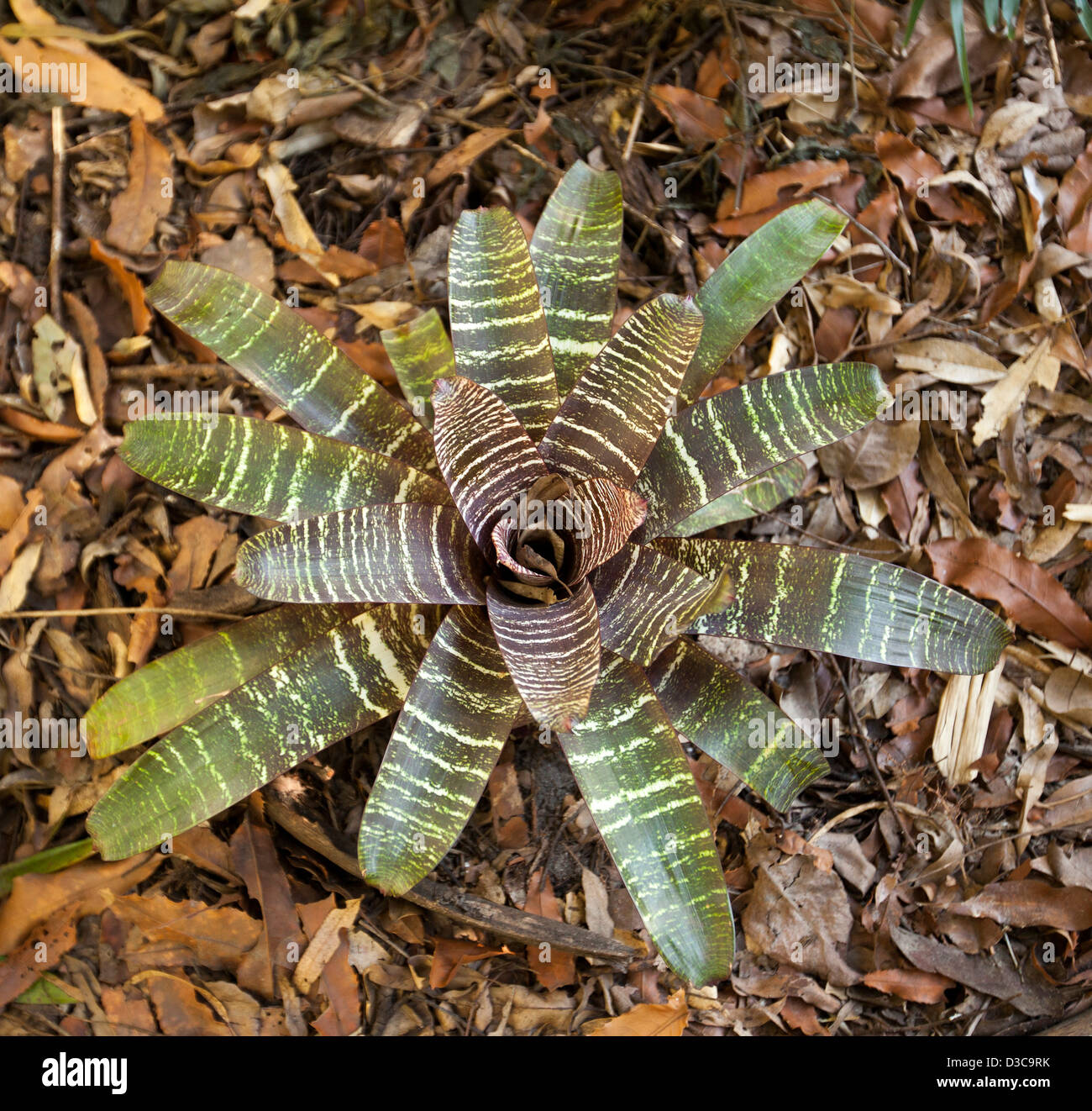 Bromeliad - Vriesia fosteriana - with green / grey leaves with red tinge Stock Photo