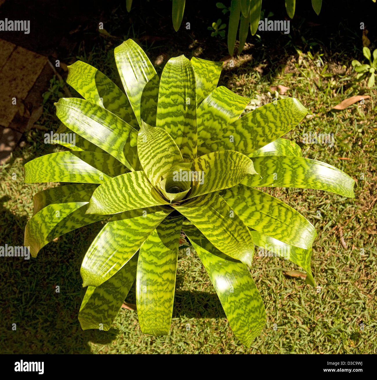 Bromeliad - Vriesia hieroglyphica - with bright green leaves with dark stripes Stock Photo