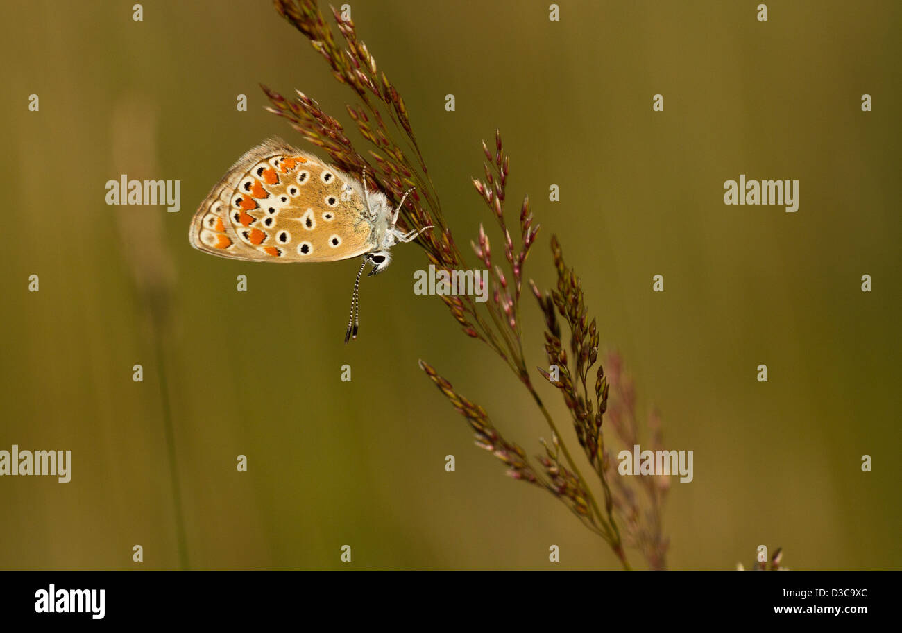 Melissa Blue butterfly (Lycaeides melissa) in spring Stock Photo Alamy