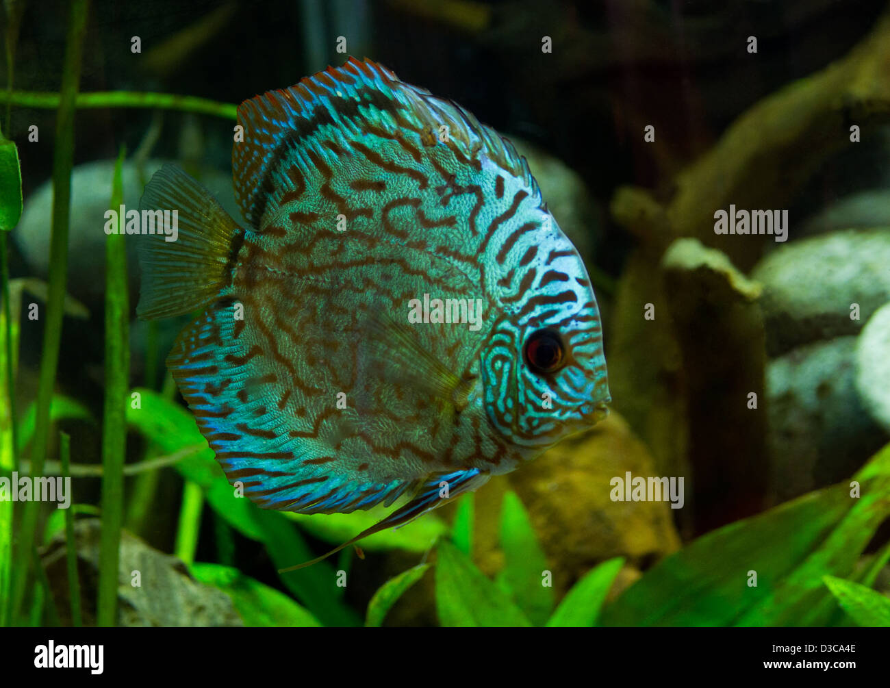 Superb Discus fish (Symphysodon aequifasciatu) Stock Photo