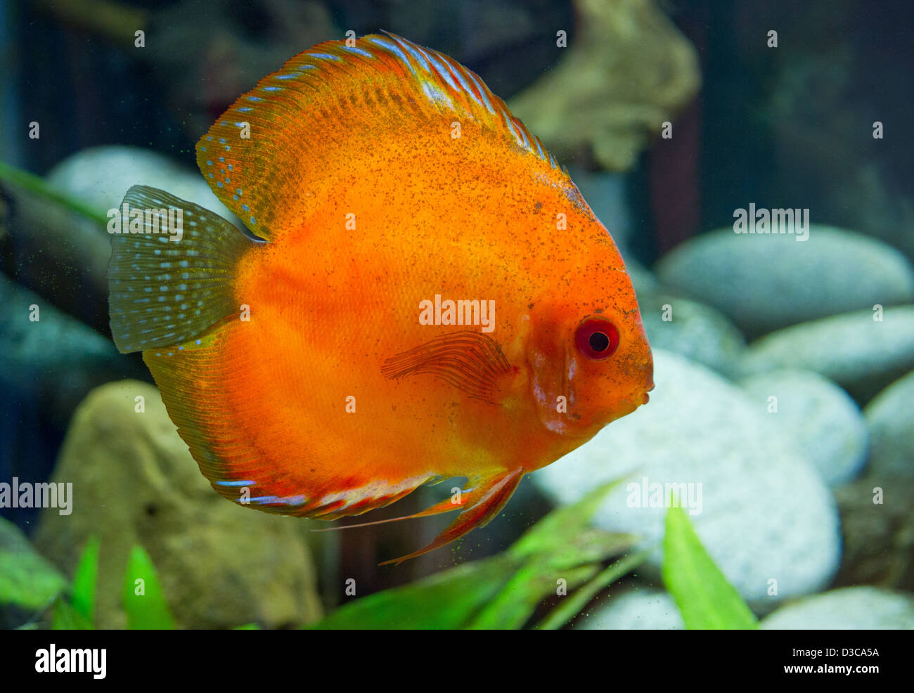 Superb orange Discus fish (Symphysodon aequifasciatu) Stock Photo