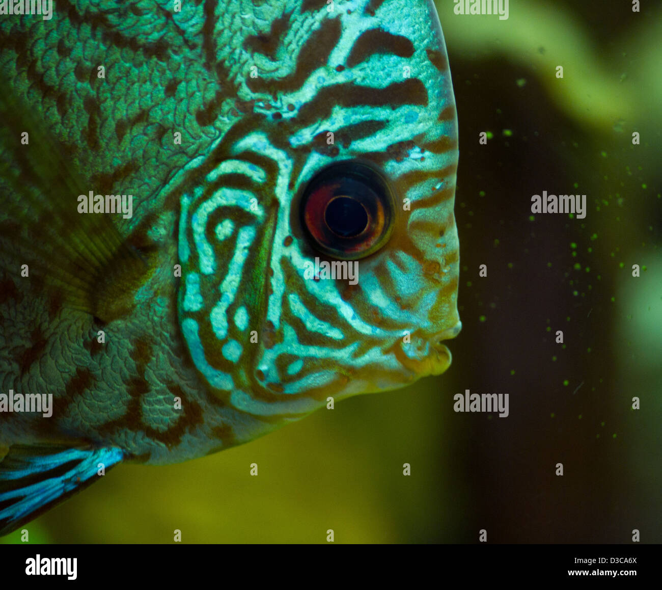 Superb Discus fish portrait (Symphysodon aequifasciatu) Stock Photo