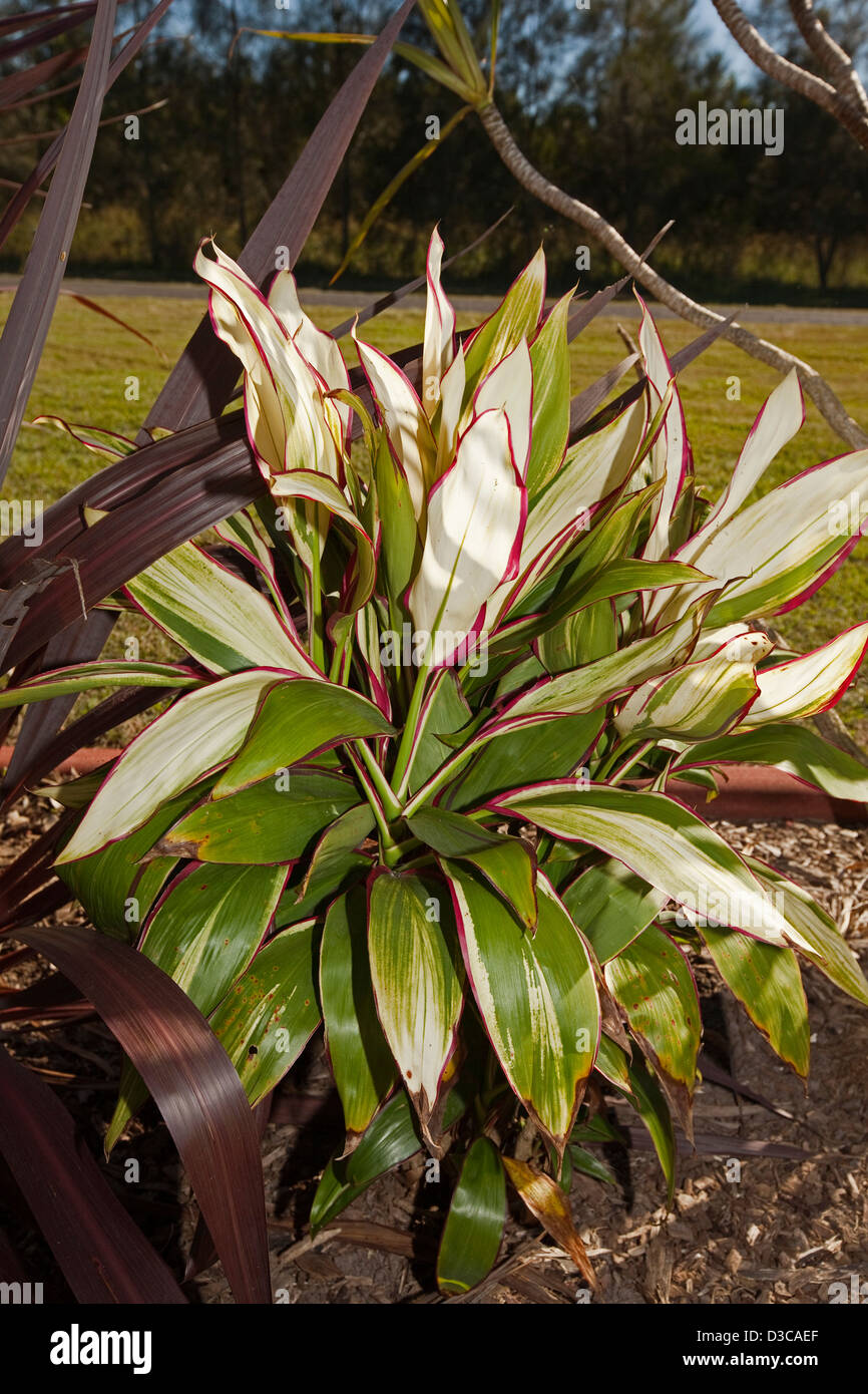 Colourful variegated leaves of Cordyline fruticosa 'Kiwi' - an attractive drought tolerant foliage plant Stock Photo