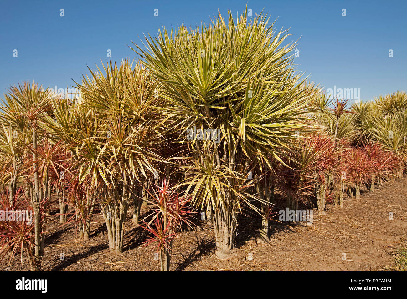 Rows of tall plants - Cordylines with bright red and variegated foliage - growing outdoors at a specialist plant nursery Stock Photo