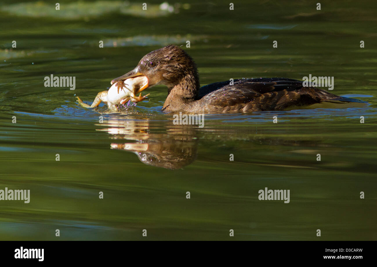 Bullfrog webbed feet hi-res stock photography and images - Alamy