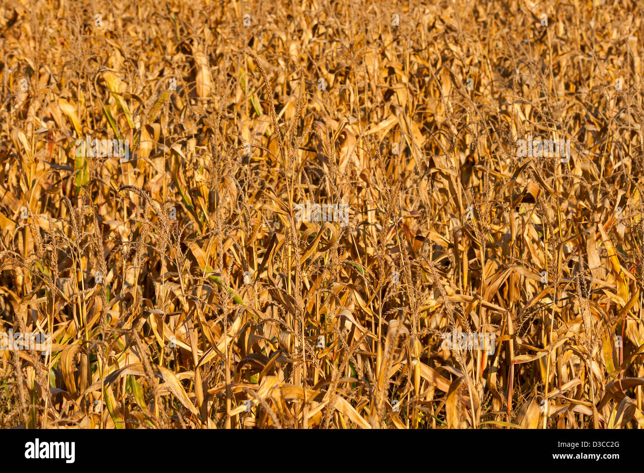 dried corn yellow field background Stock Photo Alamy