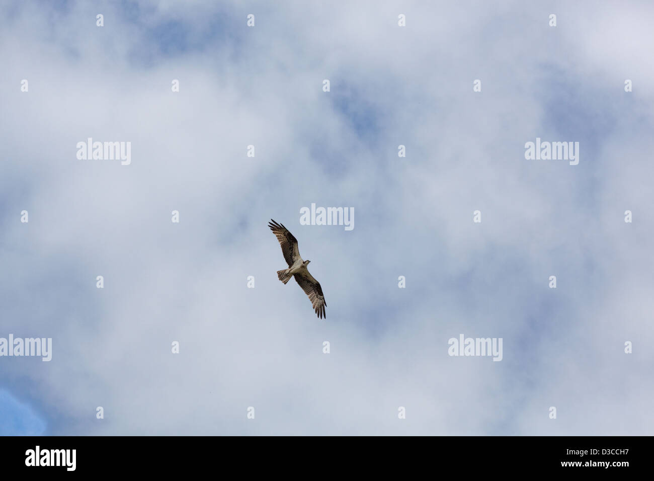 Osprey (Pandion haliaetus). Soaring, circling flight over River Rupununi. Guyana. Stock Photo
