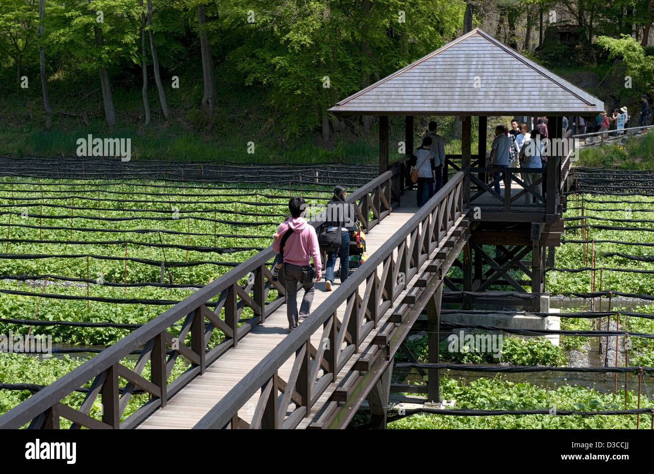 Pedestrian bridge crossing over wasabi horseradish field at Daio Wasabi
