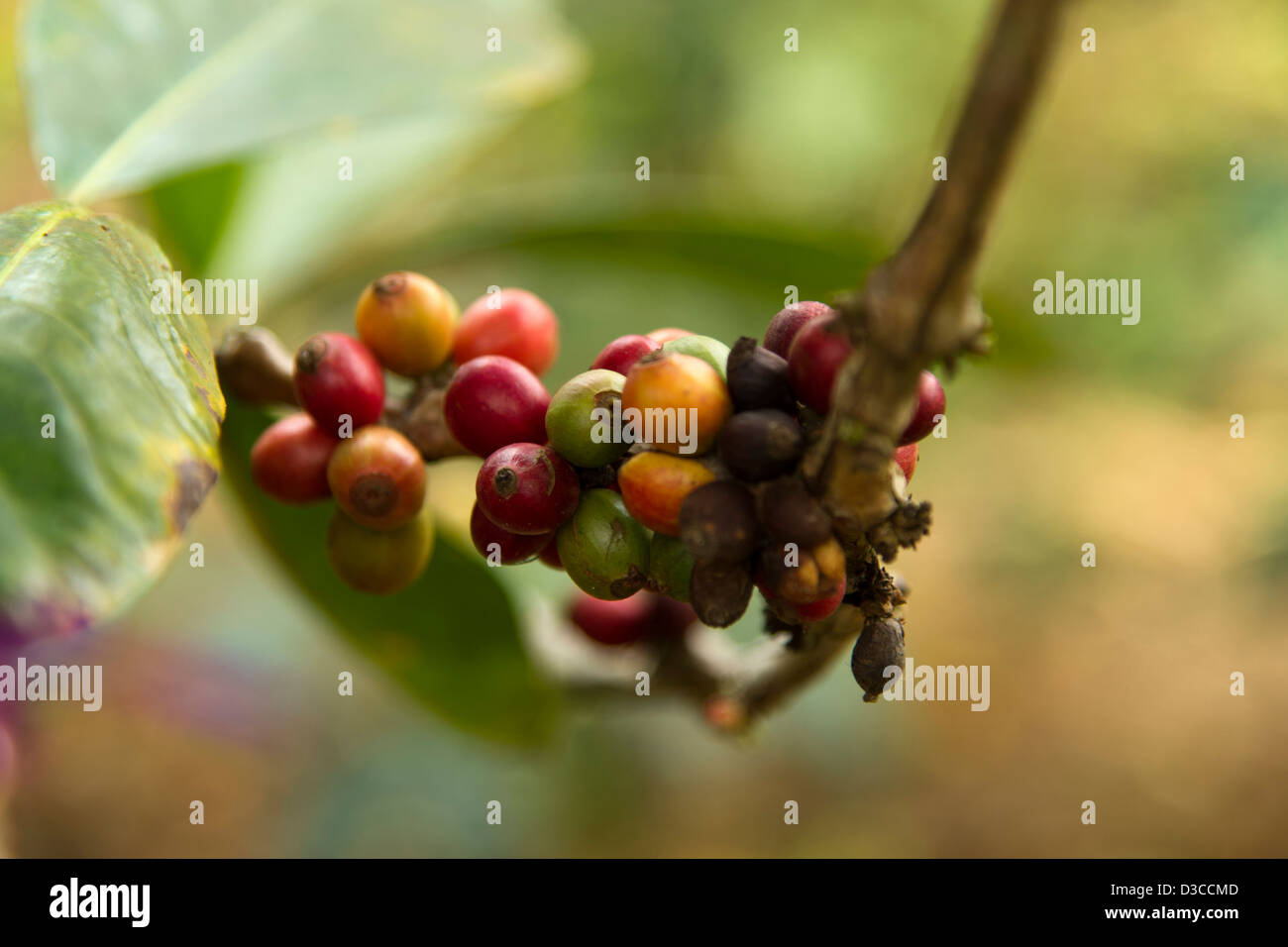 Coffee beans on a coffee tree in Laos Stock Photo Alamy