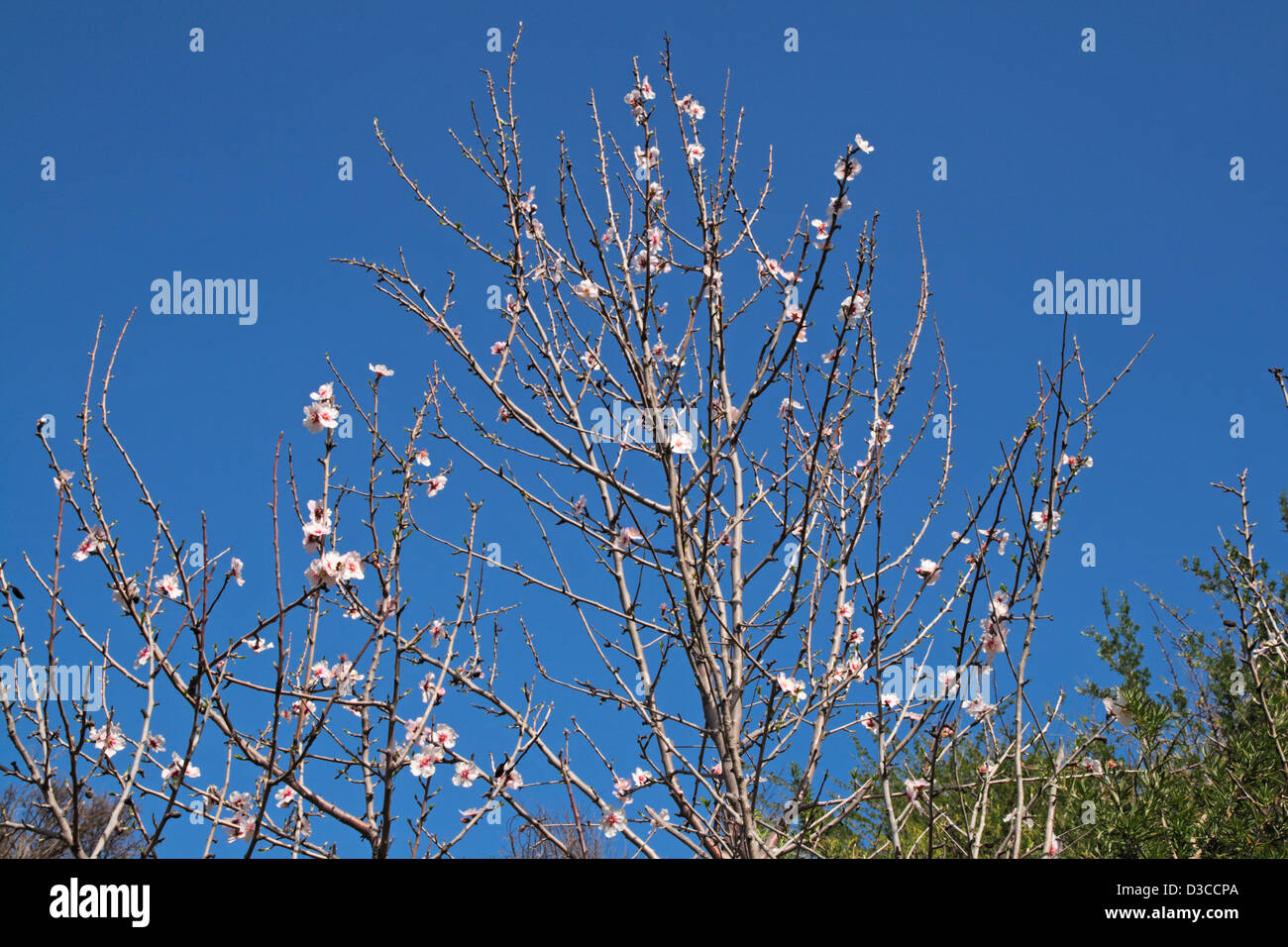 dry branches of almond tree Stock Photo Alamy