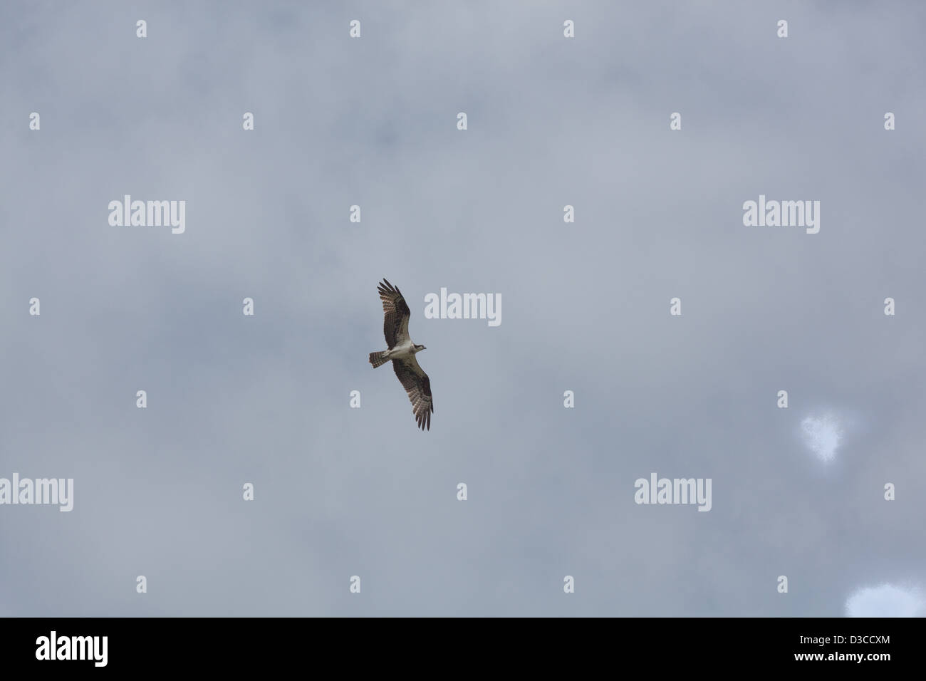 Osprey (Pandion haliaetus). Soaring, circling flight over River Rupununi. Guyana. Stock Photo