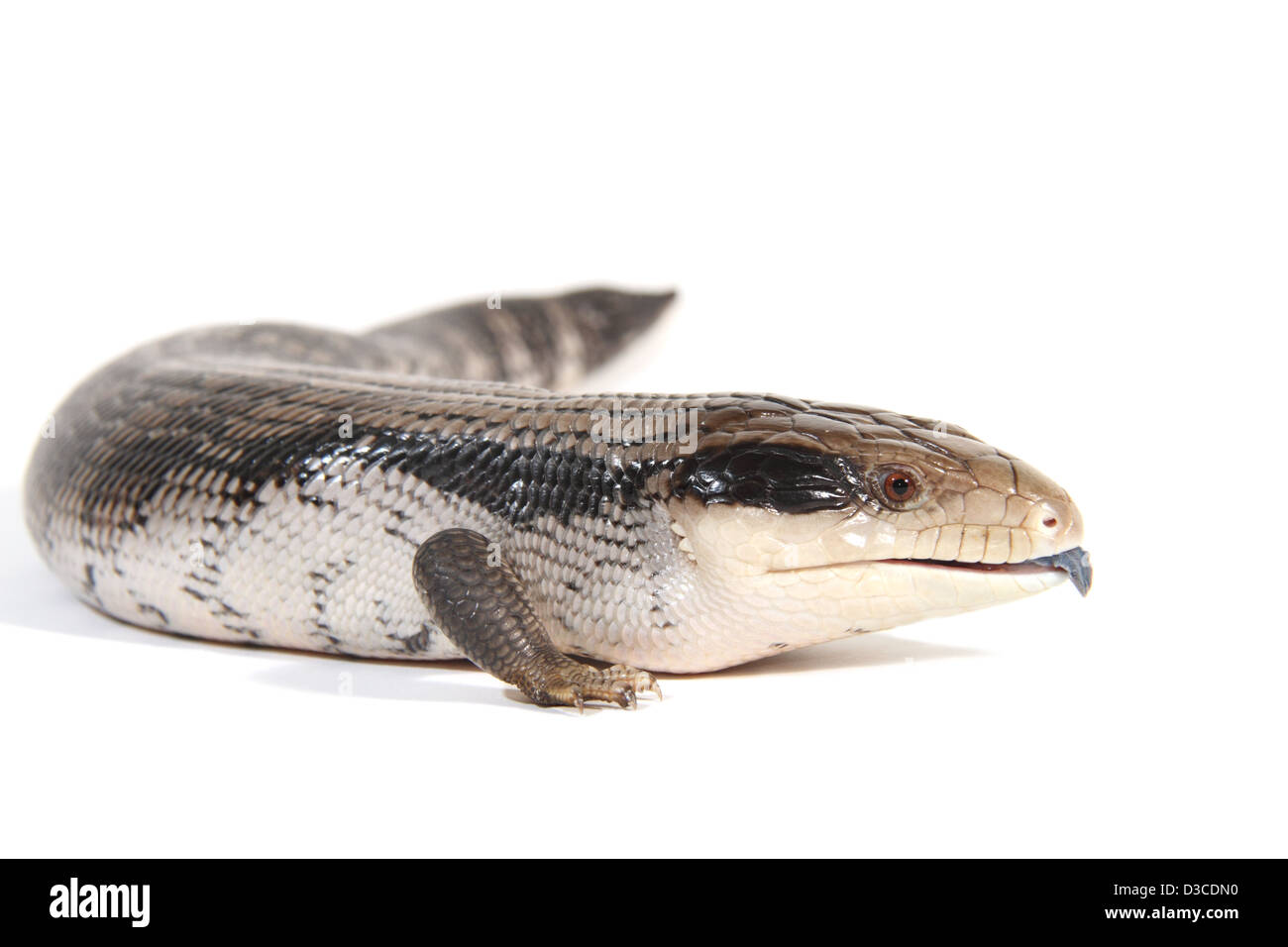 Blue-tongue lizard or skink, Tiliqua scincoides scincoides photographed in a studio suitable for cut-out Stock Photo