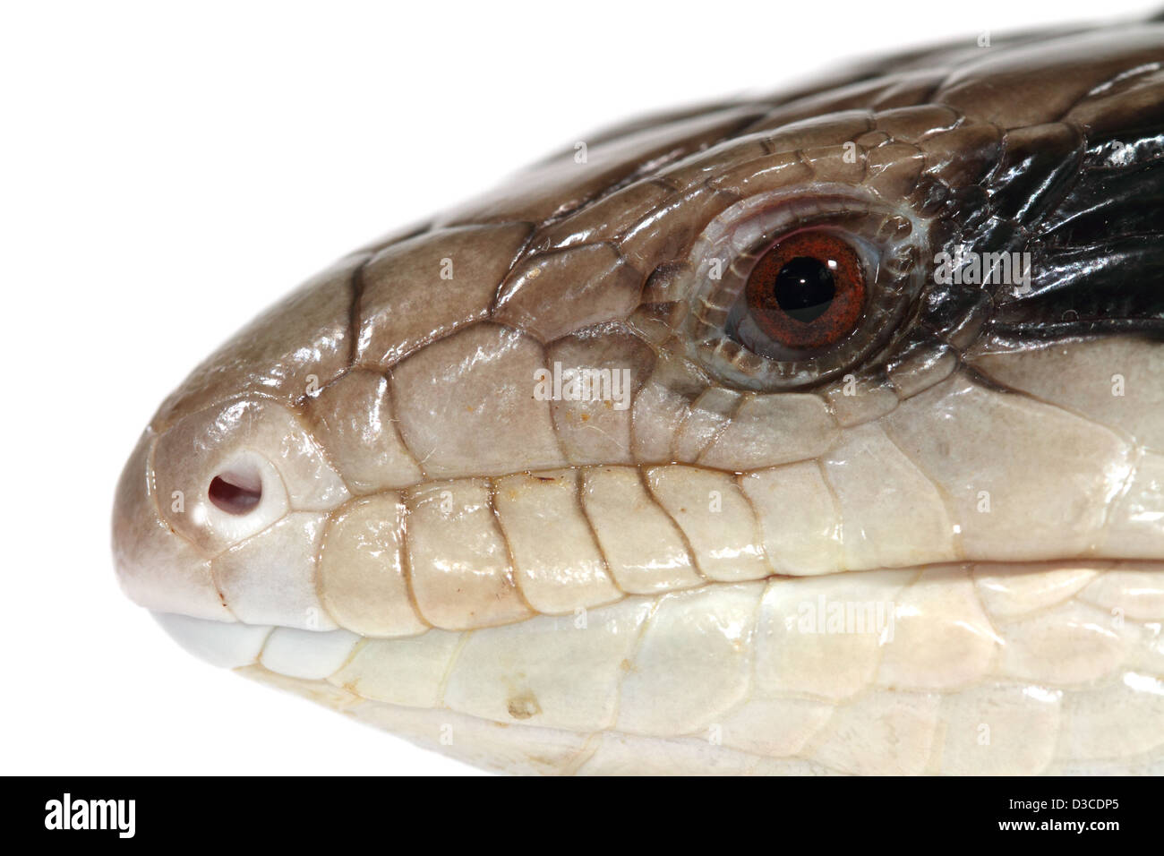 Blue-tongue lizard or skink, Tiliqua scincoides scincoides photographed in a studio suitable for cut-out Stock Photo