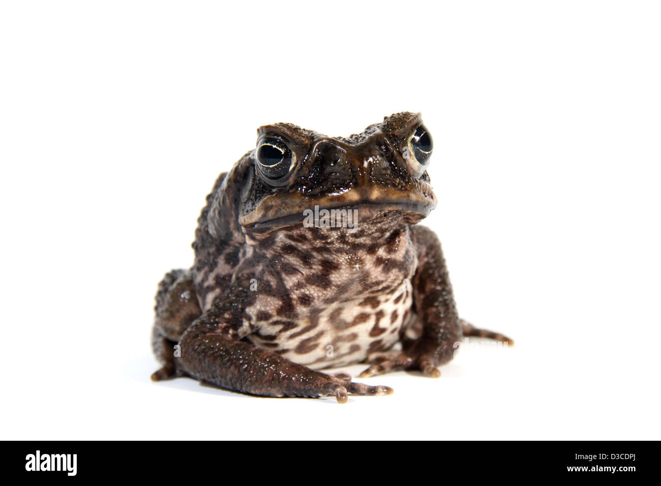 cane toad photographed in a studio suitable for cut-out Stock Photo