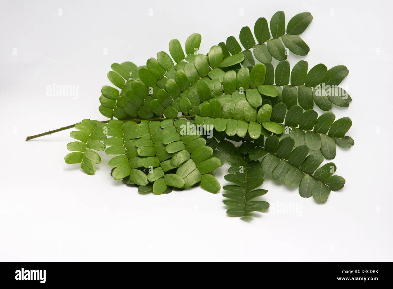 Brazilwood (Caesalpinia echinata) leaves on white background Stock Photo