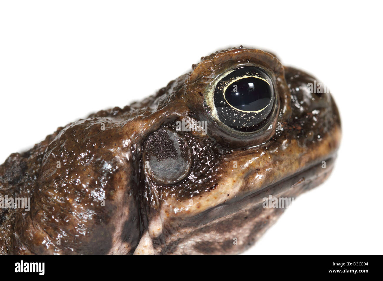 cane toad photographed in a studio suitable for cut-out Stock Photo
