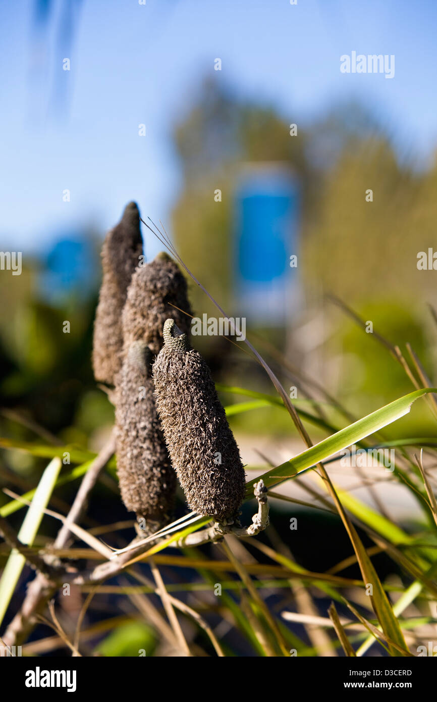 Image of 4 Australian native Banksia Integrifolia flowers Stock Photo