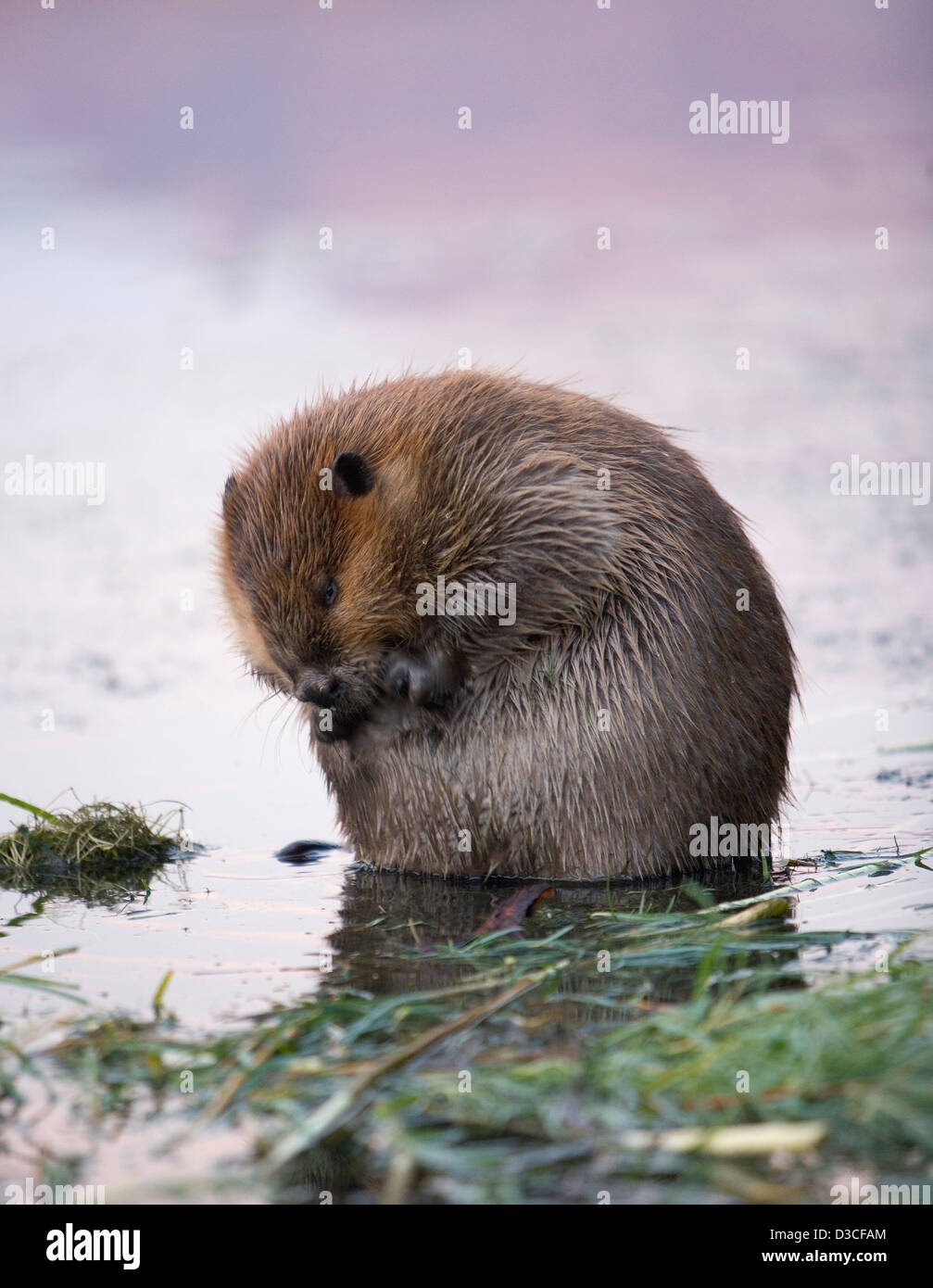 North American beaver in the Colorado river Arizona, USA Stock Photo