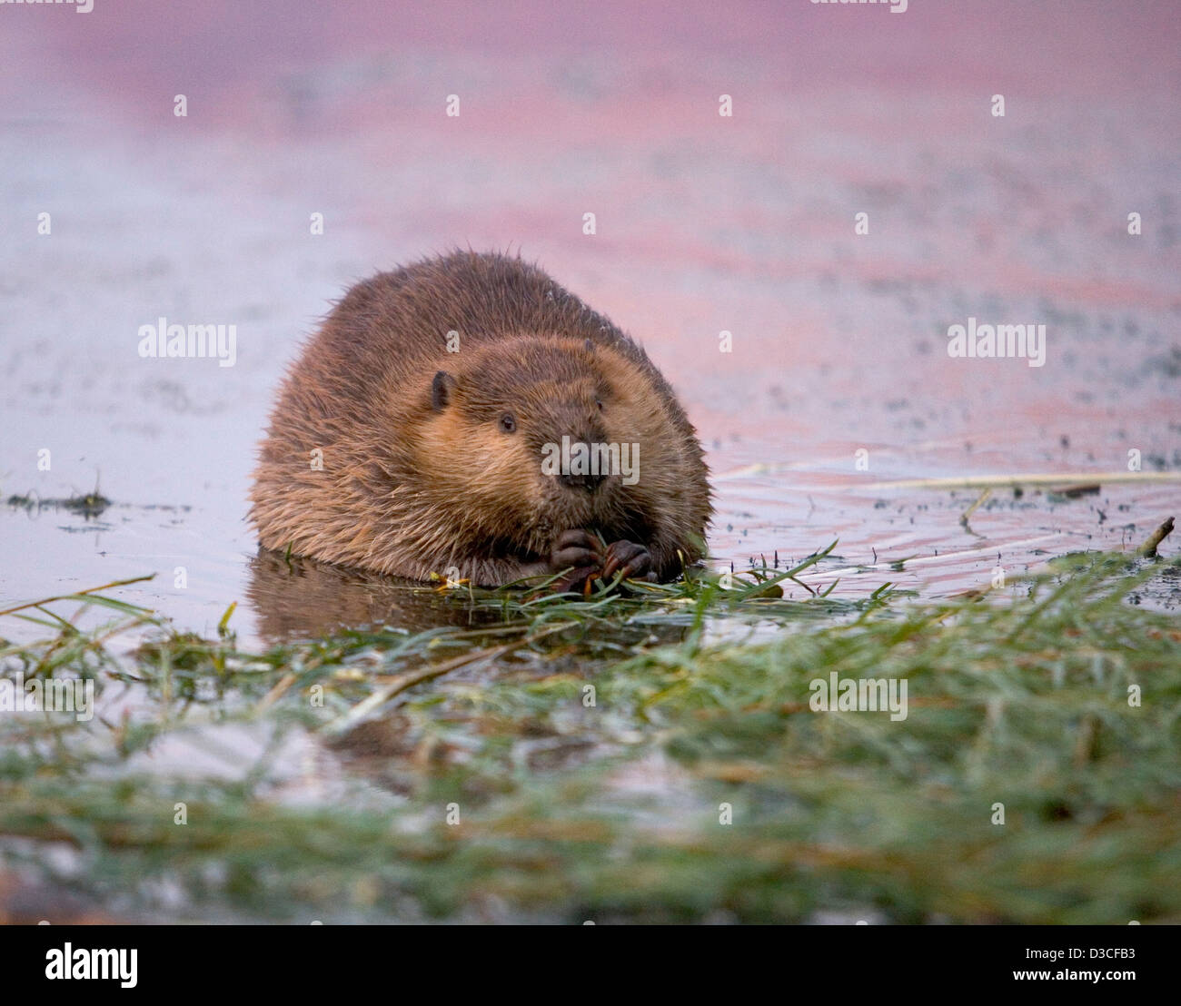 A beaver alongside the Colorado river in Arizona, USA Stock Photo Alamy