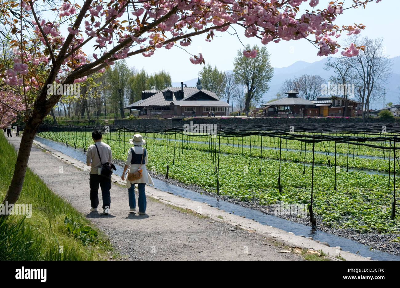 Wasabi fields hires stock photography and images Alamy