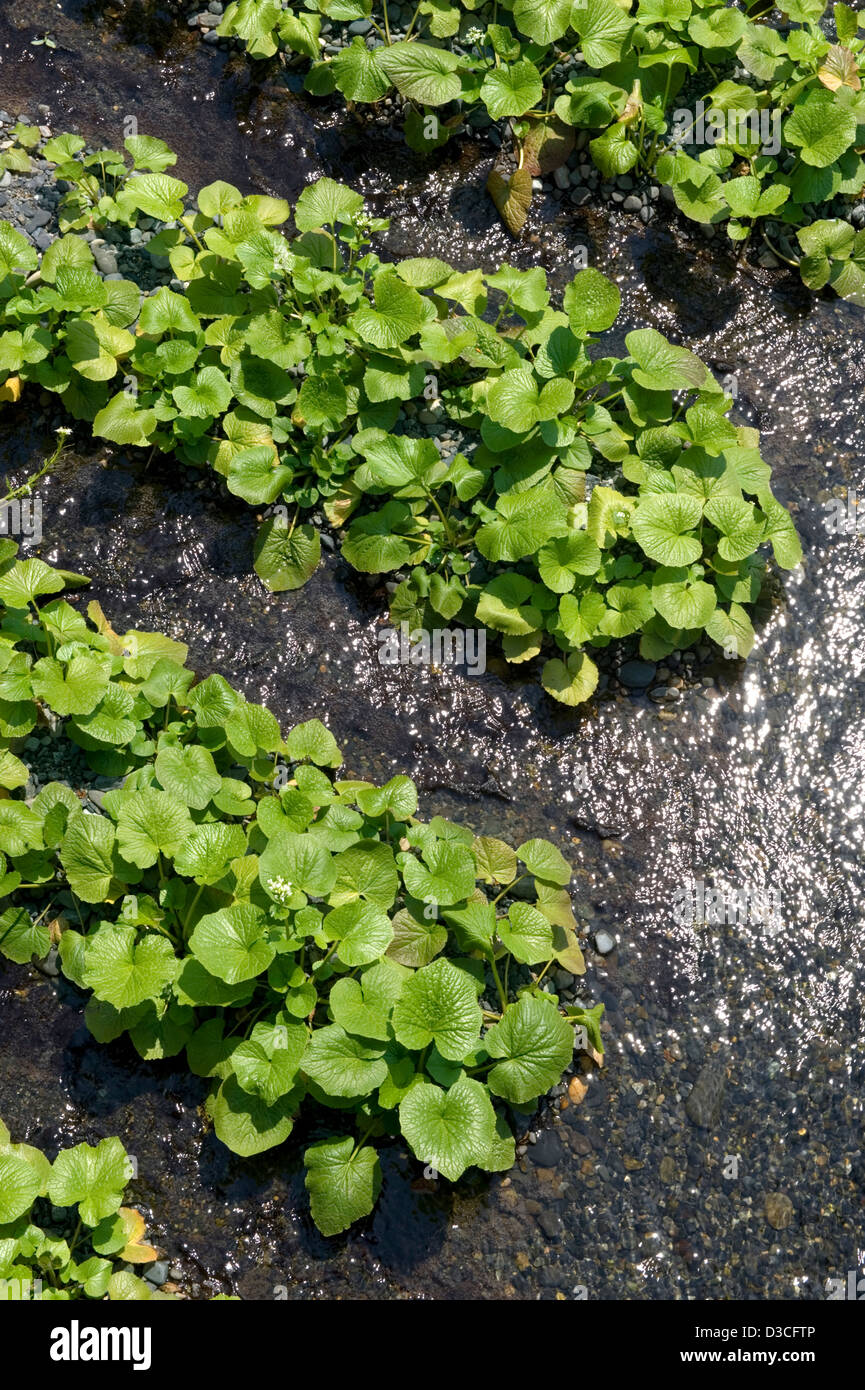 Fresh green leaves of wasabi (Japanese horseradish) plants growing in