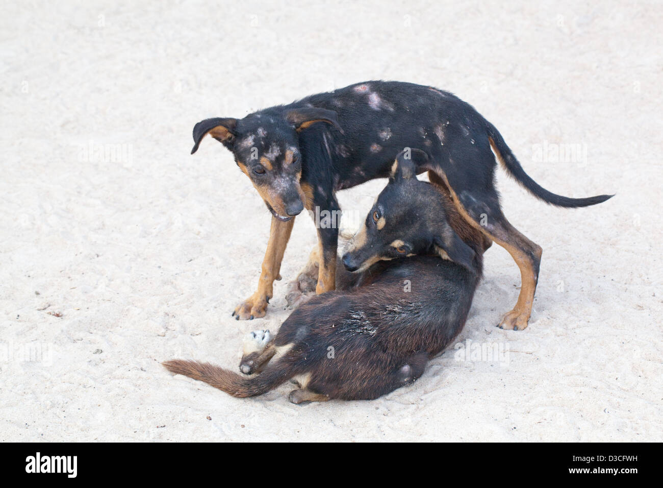 Domestic village 'Bush' Dogs (Canis lupus familiaris). Semi-feral well grown puppies at play. Covered in skin lesions. Stock Photo