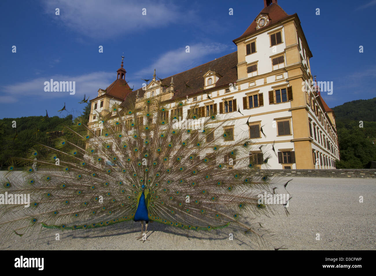 Austria, Styria, Graz, Eggenberg Castle, Peacock Stock Photo