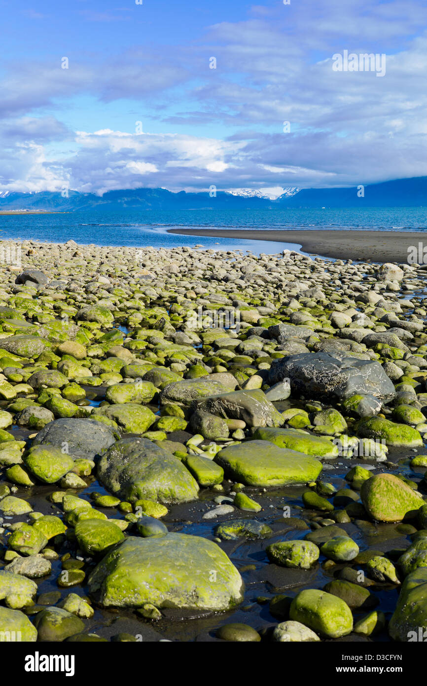 Algae covered rocks and stones, Bishop Beach, Homer, Alaska, USA Stock Photo