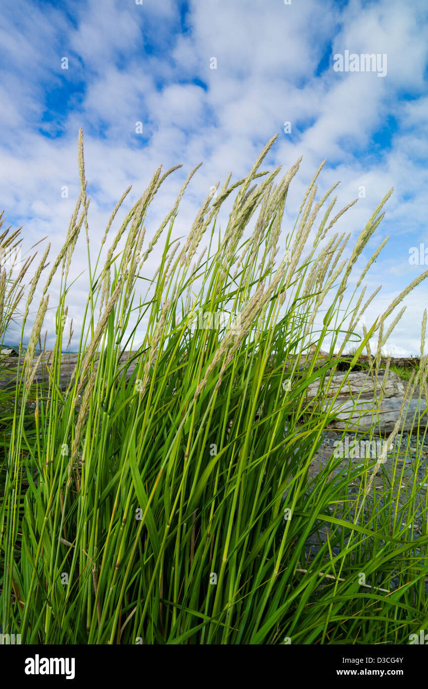 Dune grass, Bishop Beach, Homer, Alaska, USA Stock Photo
