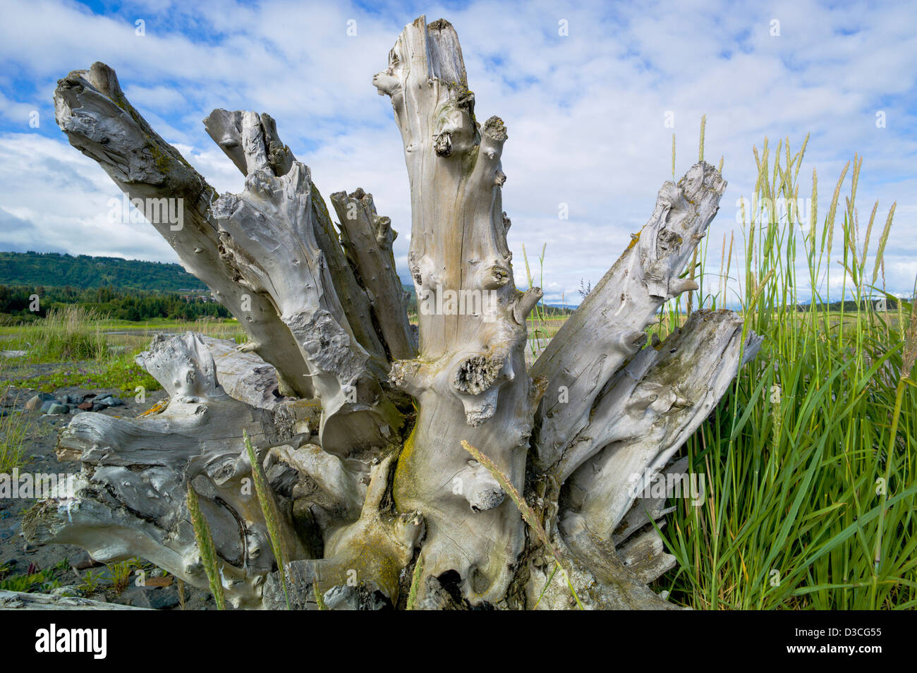 Weathered driftwood, Bishop Beach, Homer, Alaska, USA Stock Photo